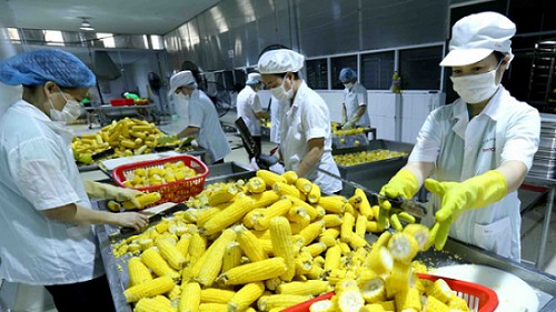 Nhập khẩu ngô 5 tháng sụt giảm