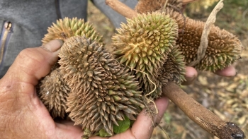 Trồng sầu riêng ở Quảng Ngãi năm ngoái quả lác đác thu bù được vài bao phân, năm nay mất trắng