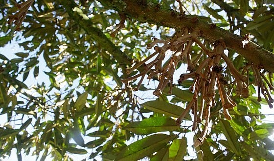 Hoa sầu riêng rụng tơi tả chỉ còn lại những nhành khô. 