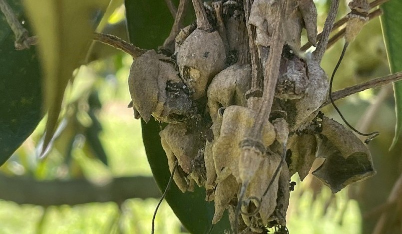 Nhiều cây sầu riêng của ông Cư chỉ còn lại những chùm hoa khô héo.