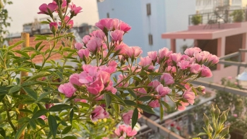 Điều kỳ lạ ở vườn hồng trên sân thượng, 100 gốc được bắt đầu từ một chuyện tình cờ