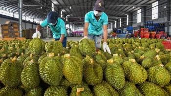 Xuất khẩu sầu riêng tăng gấp 18 lần, Trung Quốc nới lỏng quy định do "khát" nguồn cung