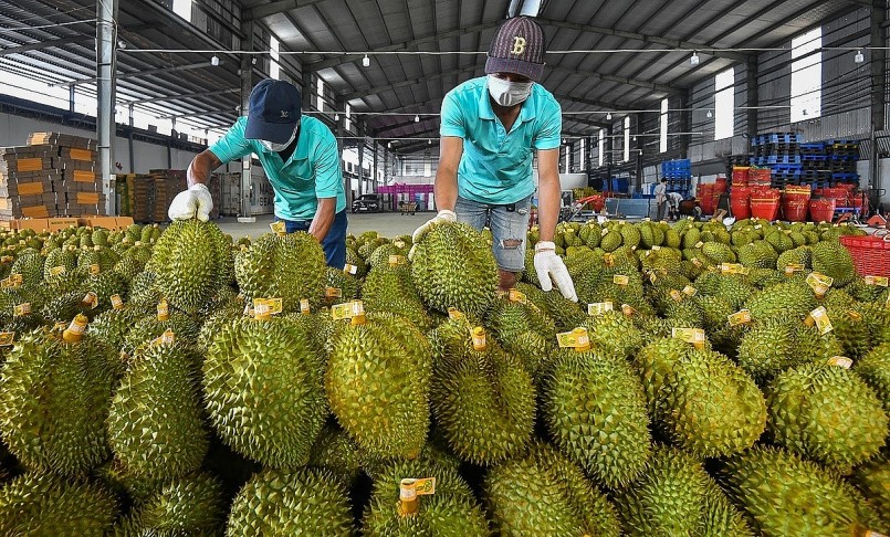 trong 5 tháng vừa qua của năm 2023, xuất khẩu sầu riêng của Việt Nam tăng vọt đạt gần nửa tỷ USD.