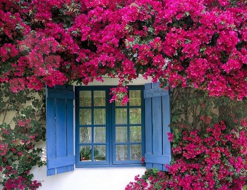 Trồng hoa giấy nhanh tàn, cần phải làm 3 việc này, hoa sẽ nở từng chùm hết vụ này đến vụ khác