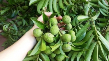 Mùa hè nắng nóng, đừng nên bỏ qua loại quả giải nhiệt đặc biệt này