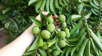 Mùa hè nắng nóng, đừng nên bỏ qua loại quả giải nhiệt đặc biệt này