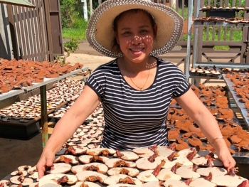 Bất ngờ với trại nấm linh chi đỏ quý hiếm cho lợi nhuận 300 triệu/năm trên vùng đất Tây Nguyên