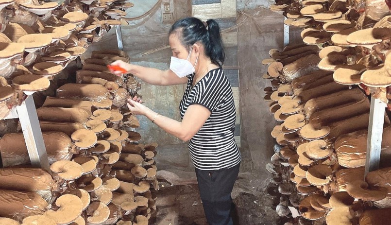 Chị Nguyễn Thị Toàn đã trồng thành công loại nấm linh chi đỏ quý hiếm.