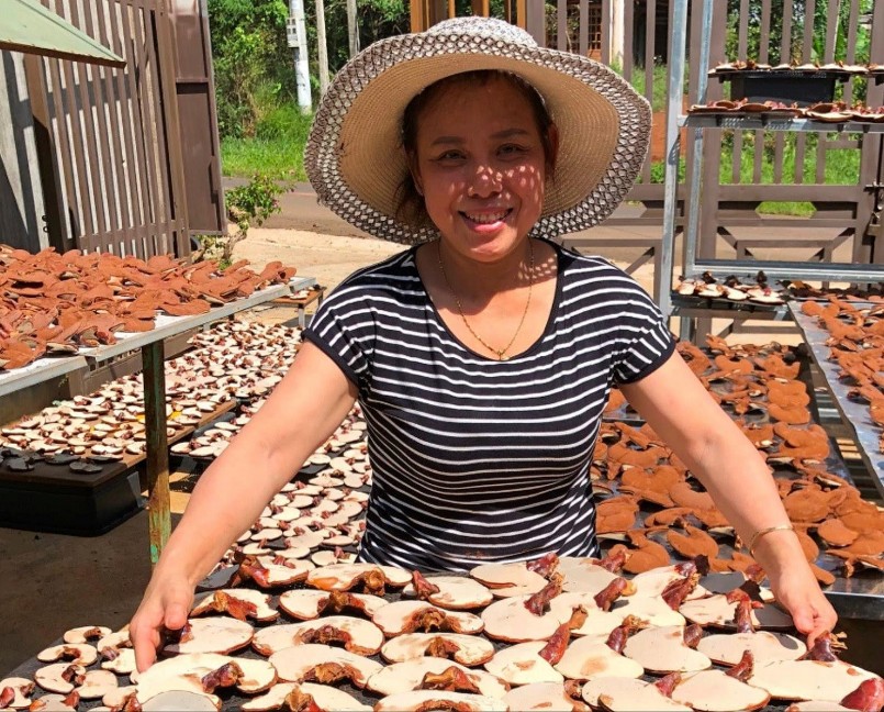 Nấm linh chi đỏ sau khi thu hái được phơi khô để xuất bán.