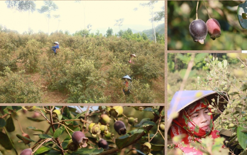 Trong khi cả làng đổ xô đi trồng quế, sắn để phát triển kinh tế, gia đình chị Nông Thị Phiến lại chặt bỏ bồ đề để trồng sim