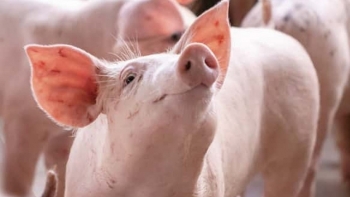 Giá heo hơi hôm nay 19/6: Tăng khởi sắc, vì sao nông hộ đứng ngoài vòng lợi nhuận?