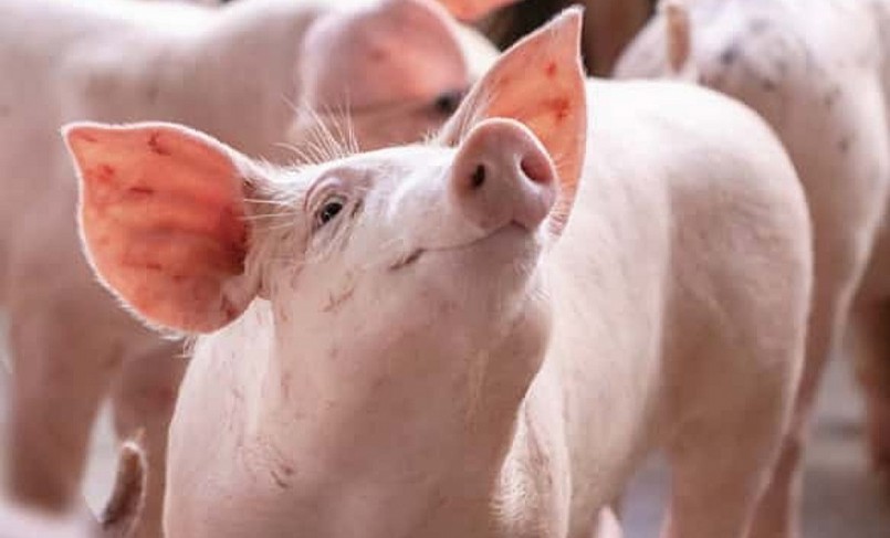 Giá heo hơi hôm nay (19/6), đứng yên ở mức cao nhất 63.000 đồng/kg. 