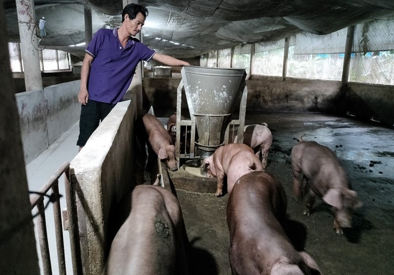 Giá heo hơi hôm nay (19/6), dù duy trì ở mức có lợi nhuận nhưng hộ chăn nuôi nhỏ không được hưởng lợi do đã không còn heo bán.