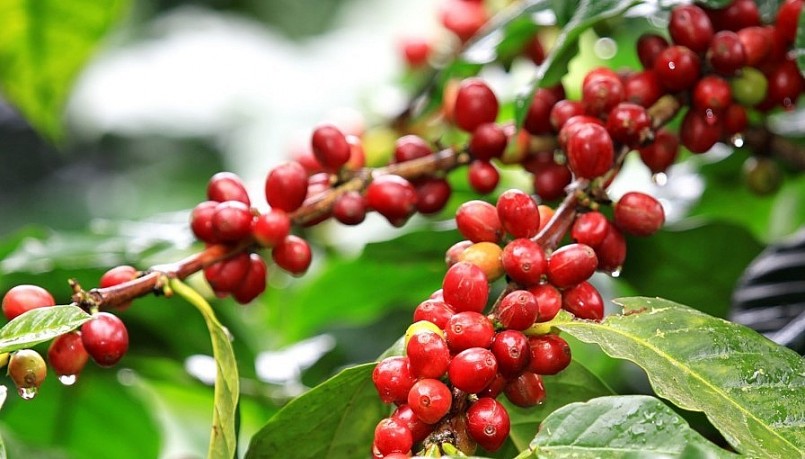 Giá nông sản hôm nay (19/6), cà phê đồng loạt giảm trên thị trường thế giới. Giá nông sản hôm nay (19/6), cà phê đồng loạt giảm trên thị trường thế giới.
