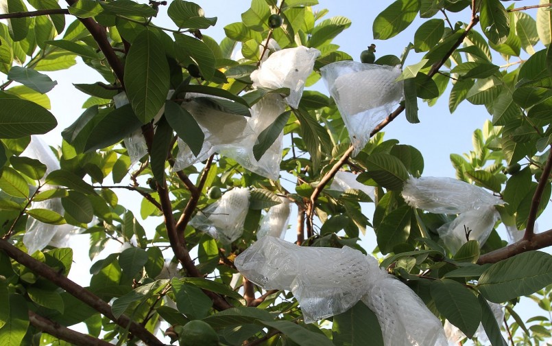 Những trái ổi được bọc để giữ cho trái đẹp và không bị ruồi châm. Những trái ổi được bọc để giữ cho trái đẹp và không bị ruồi châm.