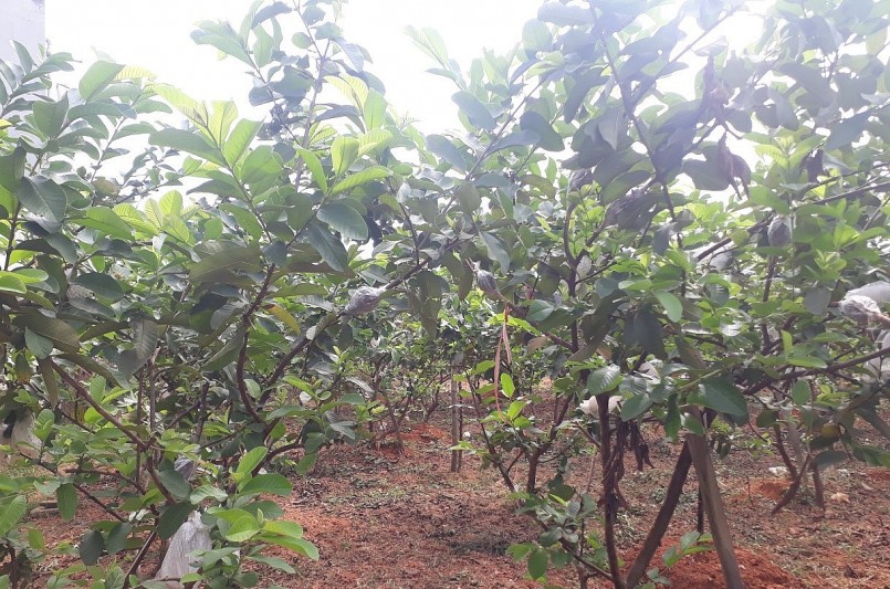 Những vườn ổi lê Đài Loan dần thay thế diện tích trồng lúa. Những vườn ổi lê Đài Loan dần thay thế diện tích trồng lúa.