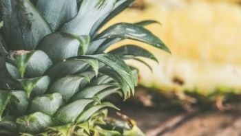 Bộ phận của trái dứa thường bỏ đi lại mang 5 lợi ích bất ngờ cho sức khỏe