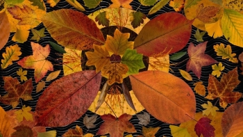 Lá khô từ thân phận rác thải thành nông sản giá trị, nhặt lá ra tiền