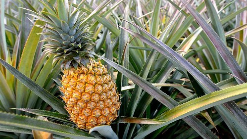 Loại quả giàu vitamin C hơn hẳn cam, hỗ trợ tăng cường hệ thống miễn dịch nhưng khi đói bụng đừng dại ăn