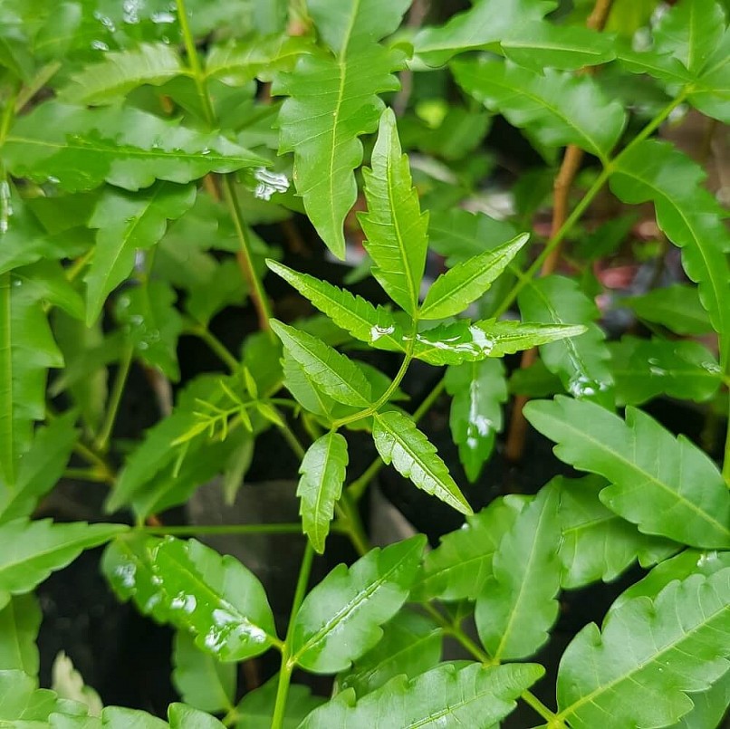 Sầu đâu không chỉ ăn ngon mà còn có nhiều công dụng tốt cho sức khoẻ