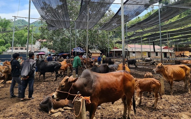 Một góc chợ trâu bò xã Nghiên Loan, huyện Pác Nặm, tỉnh Bắc Kạn.