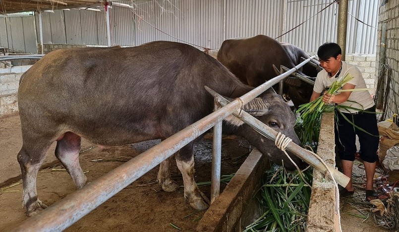 Dịch vụ xây nhà nghỉ cho trâu bò rất độc đáo ở xã Nghiêm Loan.