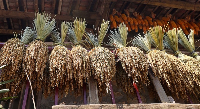 Đặc sản nếp ong trồng ở thung lũng Ngọc Côn cho hạt to, tròn mẩy 