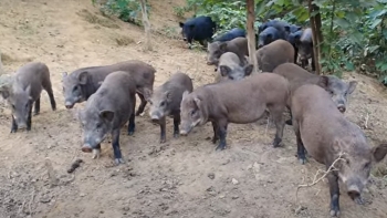 Tuyệt chiêu nuôi lợn thả như chăn dê luyện cho ăn lá chuối lứa nào cũng cháy hàng