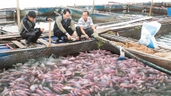 Hải Dương rót hàng tỷ đồng phát triển 3 vùng nuôi thủy sản