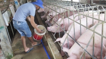 Giá heo hơi hôm nay 20/6: Nhiều nhân tố đẩy giá heo lên mức 65.000 đồng/kg, người nuôi tái đàn thận trọng