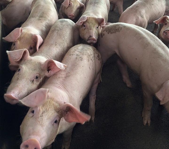 Giá heo hơi hôm nay (20/6), lộ rõ xu hướng tăng mức cao nhất 63.000 đồng/kg. Giá heo hơi hôm nay (20/6), lộ rõ xu hướng tăng mức cao nhất 63.000 đồng/kg.