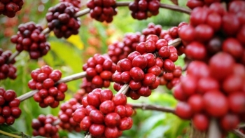 Giá nông sản hôm nay 20/6: Cà phê tăng vượt ngưỡng 67.000 đồng/kg, hồ tiêu lặng sóng