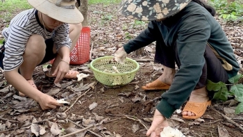 Mưa xuống người dân Tây Nguyên ra vườn nhặt "vàng trắng" thu vài triệu mỗi ngày