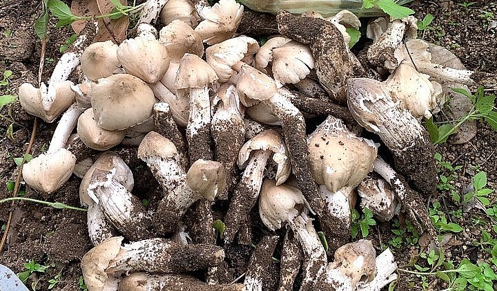 Nấm mối sau khi thu hoạch về đã có thương lái thu mua tận nơi.