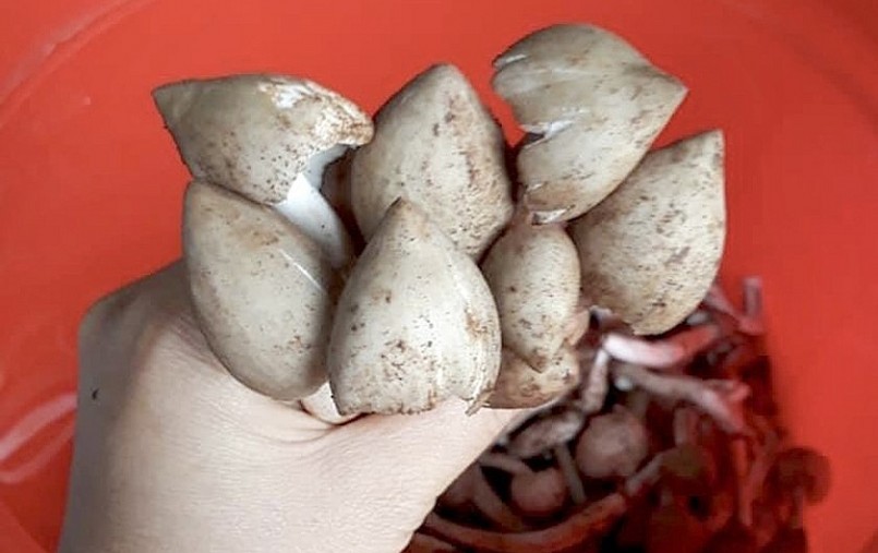 Những cây nấm mối mập mạp được khách hàng săn lùng.