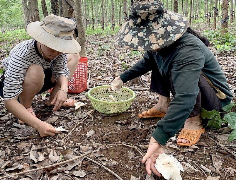 Mỗi dịp mùa mưa cũng là mùa nấm mối mọc tự nhiên dưới tán rừng điều, cao su ở Gia Lai.