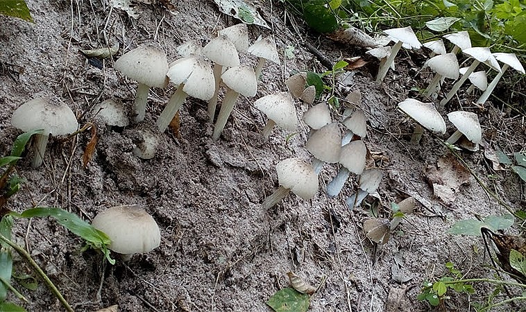 Nấm mối có giá trị cao và chỉ mọc tự nhiên.