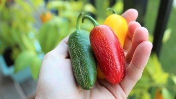 7 loại ớt siêu cay được ưa chuộng tại Việt Nam, có loại đắt nhất thế giới