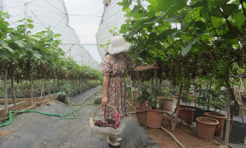 Khách du lịch thích thú thăm vườn nho.