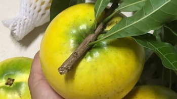 Vì sao loại trái cây này được ví như "trái vàng" trồng dễ bán cũng sốt hàng giá cao?