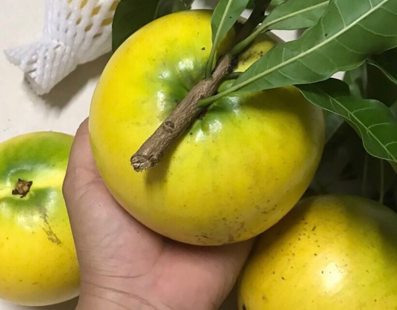 Trái vú sữa Hoàng Kim được trồng ở An Giang có chất lượng không thua kém hàng nhập khẩu. Trái vú sữa Hoàng Kim được trồng ở An Giang có chất lượng không thua kém hàng nhập khẩu.