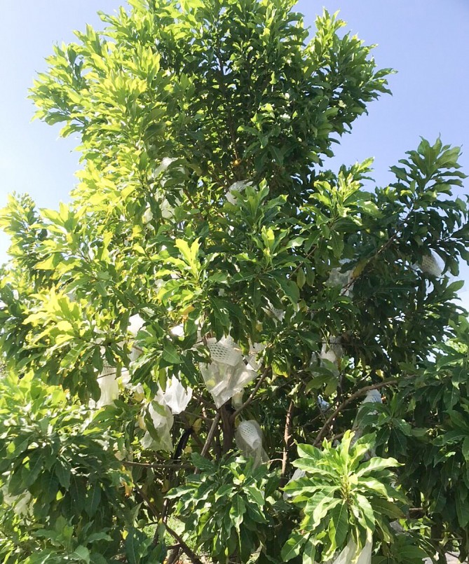 Trồng vú sữa Hoàng Kim không khó, nhưng băn khoăn của nhà vườn là tìm kiếm các thị trường tiềm năng. Trồng vú sữa Hoàng Kim không khó, nhưng băn khoăn của nhà vườn là tìm kiếm các thị trường tiềm năng.