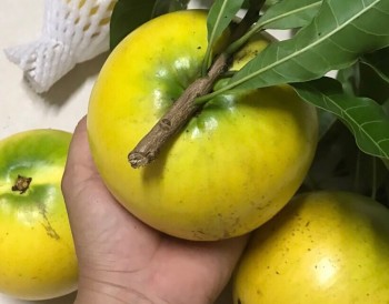 Vì sao loại trái cây này được ví như "trái vàng" trồng dễ bán cũng sốt hàng giá cao?