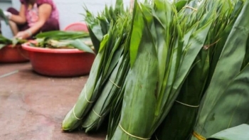 Loại lá rụng đầy bờ ao bất ngờ là vị thuốc quý, xuất khẩu thu triệu đô