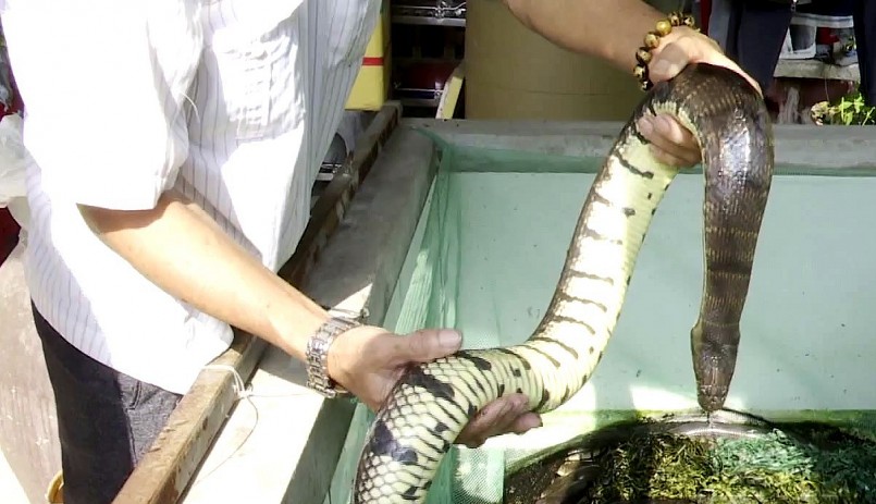 rắn ri voi rất dễ nuôi, nhẹ công chăm sóc. Sau 2 năm sẽ bắt đầu sinh sản. 