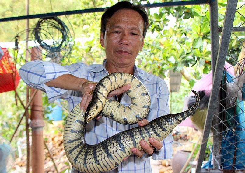Ông Long hiện có 100 con rắn ri voi bố mẹ chuyên cung cấp con giống thu 100 triệu đồng/năm