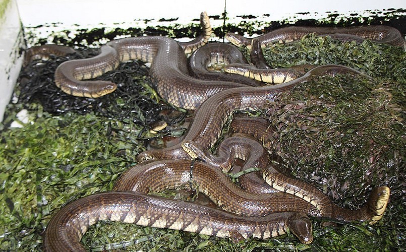 Nuôi rắn ri voi trong bể xi măng chi phí thấp, dễ áp dụng.