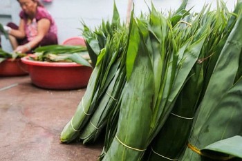 Loại lá rụng đầy bờ ao bất ngờ là vị thuốc quý, xuất khẩu thu triệu đô