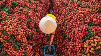 Vải thiều chính vụ giá rẻ bất ngờ