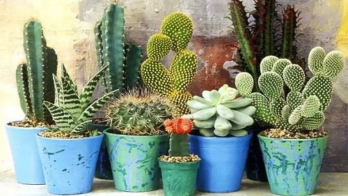 4 loại cây hễ mang vào nhà là gặp họa, chuyển ra sân tài lộc đến ào ào